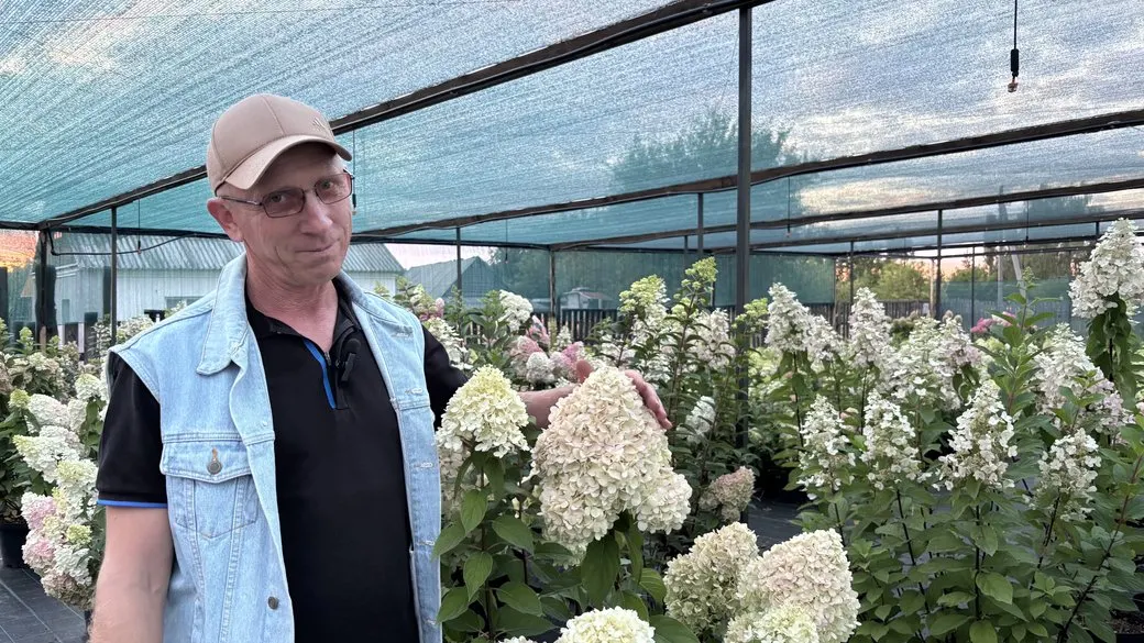 Майже 1000 кущів гортензій: сад Олексія Мельника у Малині