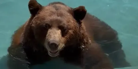 Ведмідь заліз у басейн у Каліфорнії: курйозне відео
