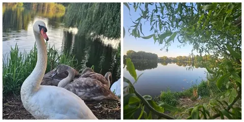 Ранок на Теремнівських ставках: що показав луцький фотограф
